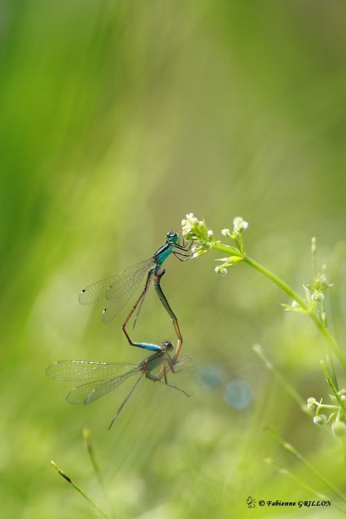 Agrion_0774.JPG