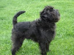 Affenpinscher