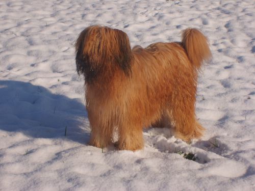 Un briard court sur pattes !!!