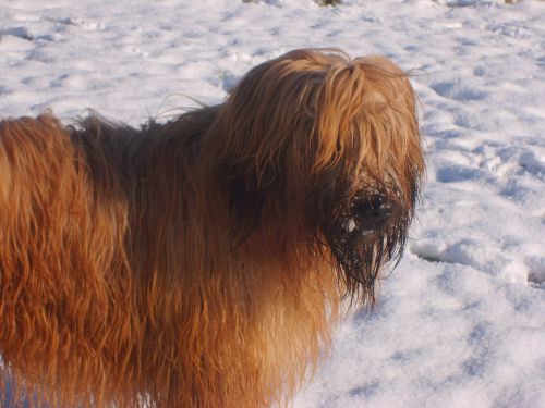 Je goûte la neige !!!