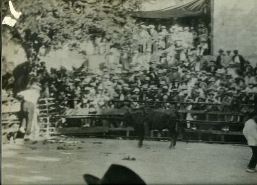 une course de vachette au Tivoli