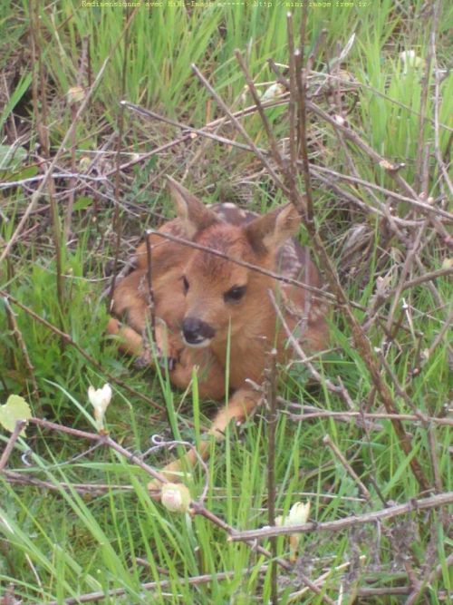 27-04-2013; un petit chevrillard dans une friche.