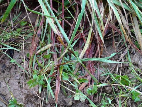 sang sur l'herbe