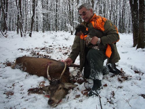 Cerf - Lussac les Châteaux_2010