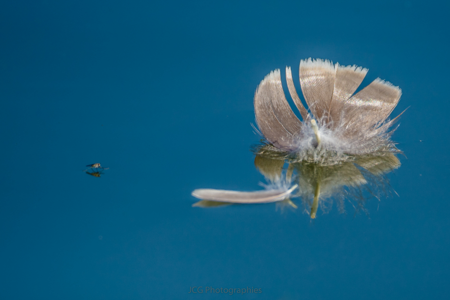 La plume d'eau - Jean-Claude Galvao Photographie Photography Ornithologie-1862.jpg