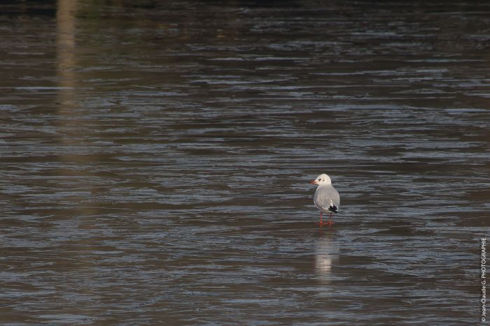 Mouette rieuse surprise par la glace