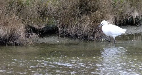 @ Jean-Claude.G44 - Faune des marais salants