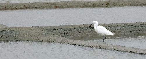 @ Jean-Claude.G44 - Faune des marais salants