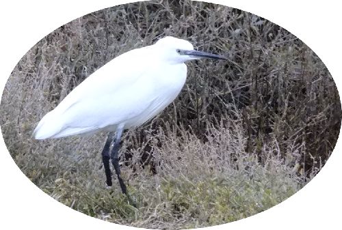 @ Jean-Claude.G44 - Faune des marais salants