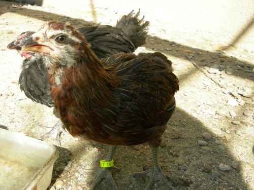 araucana poulette