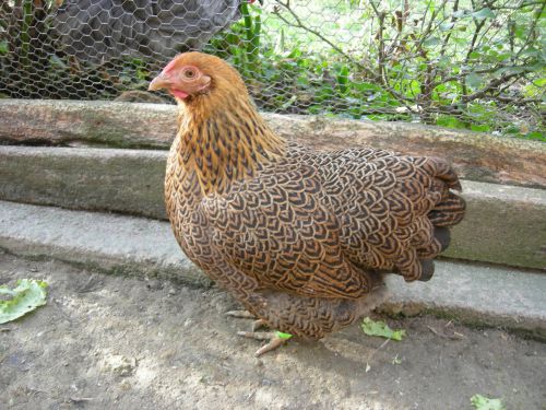 jeune poulette perdrix maillée dorée 2011
