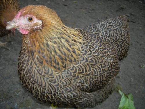 jeune poulette perdrix maillée dorée 2011