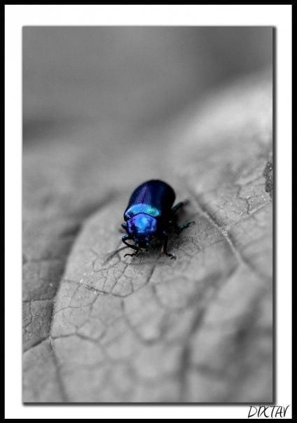 Macro Insecte 002