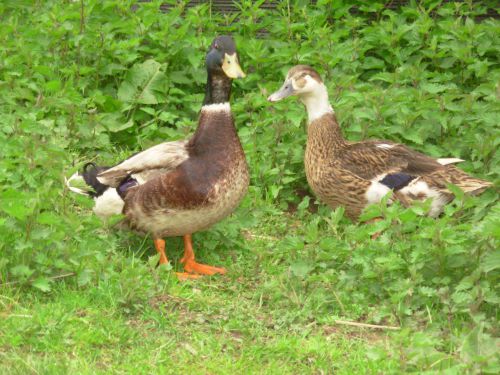 Couple colvert