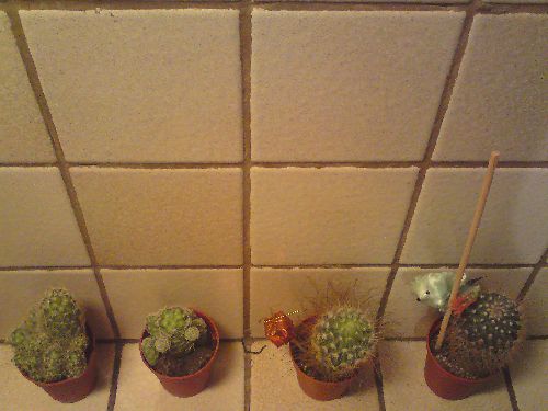 4 cactus en plongée !