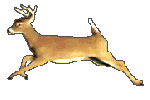 deer2.gif