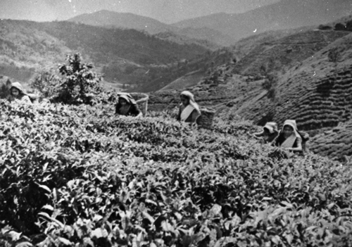 Cameron Highlands : plantation de the, avant