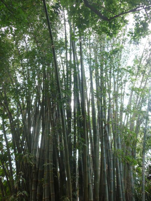 Alajuela, bosquet de bambous géants.