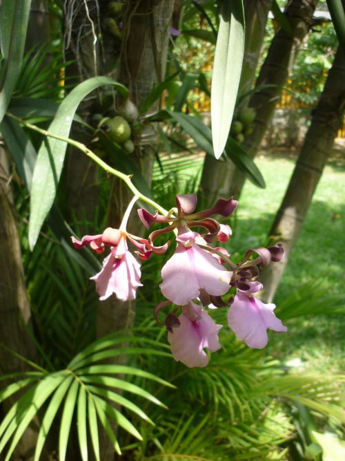 Alajuela, orchidée