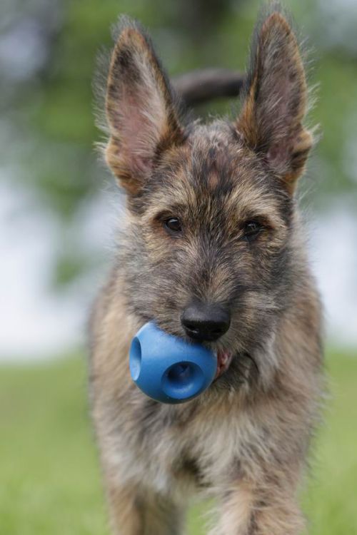 Atout magnifique chiot , 4 mois