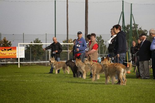 Classe champion femelle