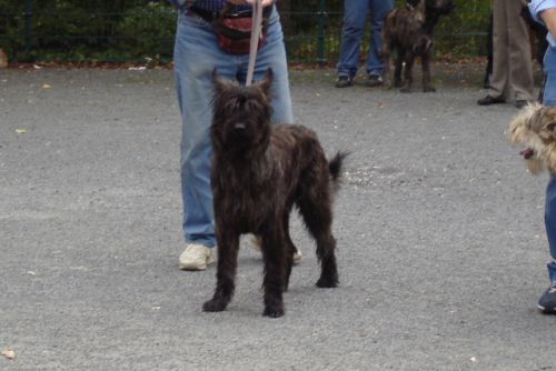 Brennus, Meilleur puppy NE Orléans 2006