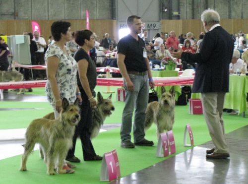 Les 3 meilleures femelles Cassiopée CACIB, Erka RCACIB et CACS, Cheyenne RCACS