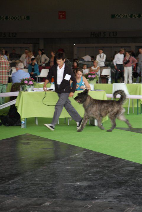 Classe Ouverte Mâles Garas dit Gibbs du Mas de Rimbievaux CACS