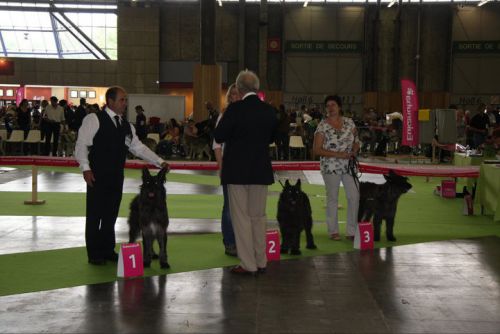 Classe Champion Mâles Caesar, Ami-Sala et Brennus