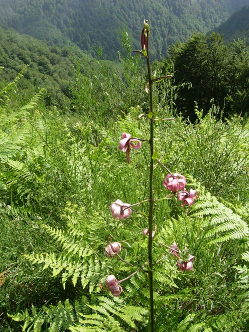 12 07 fleurs Olibon et Sesques