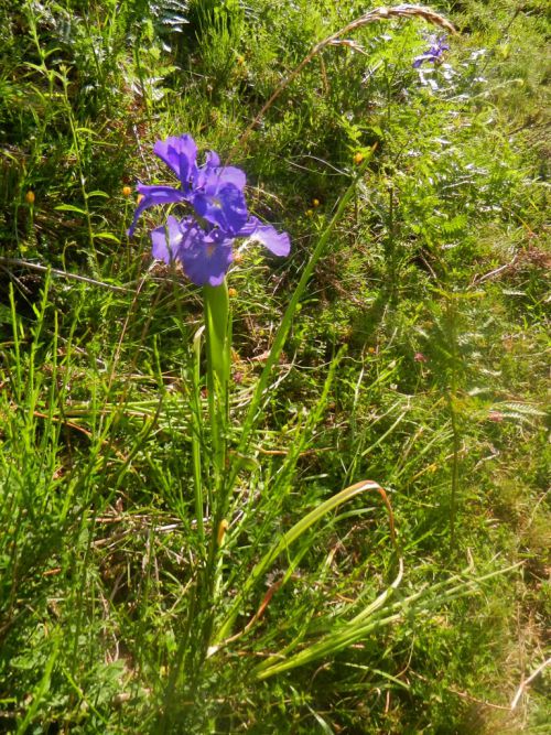 12 07 fleurs Olibon et Sesques