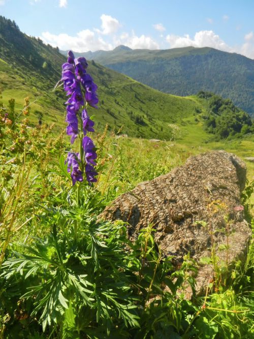 12 07 fleurs Olibon et Sesques