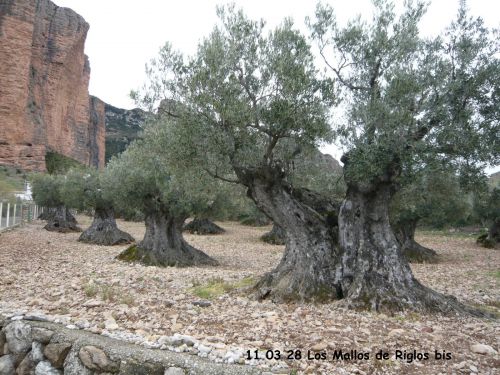 11 03 28 Los Mallos de Riglos bis