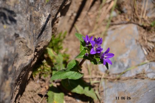 11 06 26, les fleurs