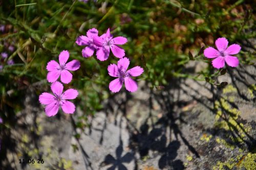 11 06 26, les fleurs