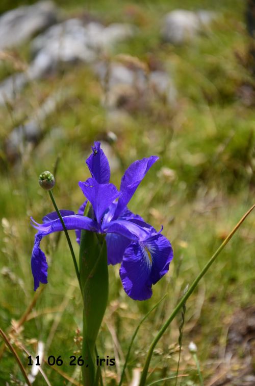 11 06 26, les fleurs