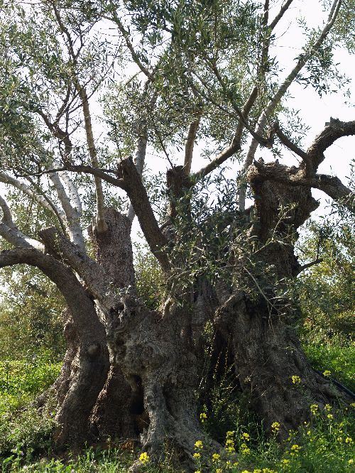 Olea europaea