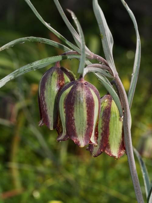 Fritillaria  messanensis