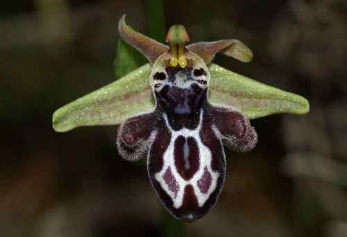 Ophrys  cretica