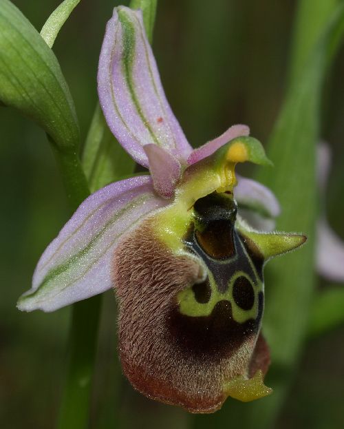 Ophrys  helios