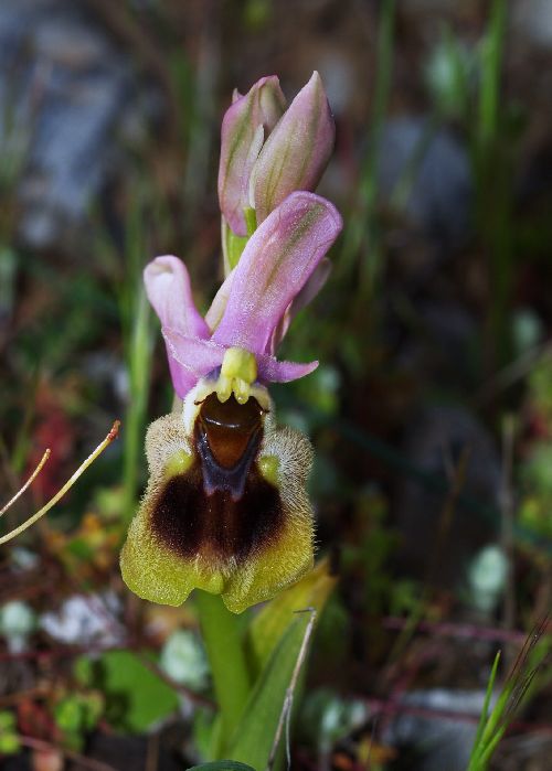 Ophrys  villosa  égéen  central