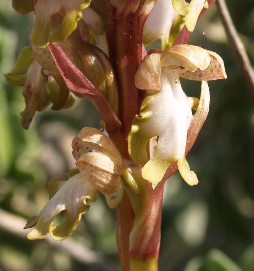 Himantoglossum  robertianum