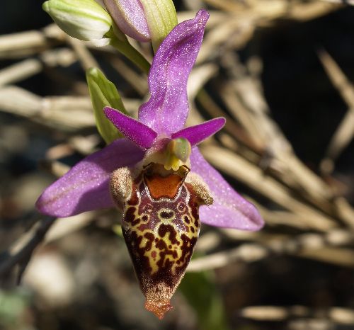Ophrys  heldreichii variété schlechterana