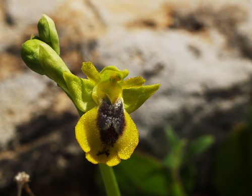 Ophrys  phryganae