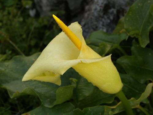 Arum  creticum