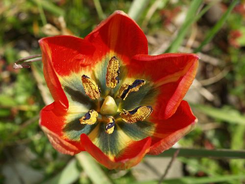 Tulipa  orphanidea
