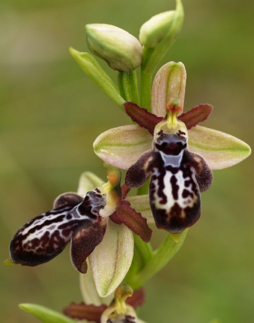 Ophrys ariadnae