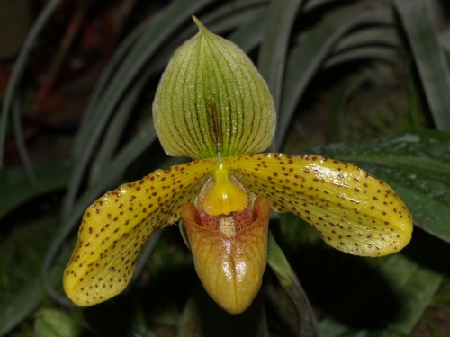 Paphiopedilum   Dr.  Yves  Sell