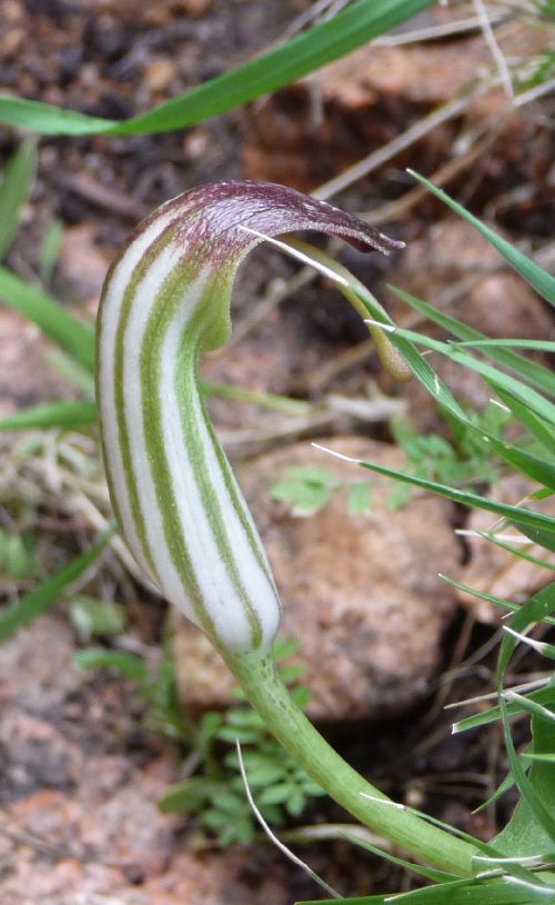 FLEUR ?  JOLIES RAYURES