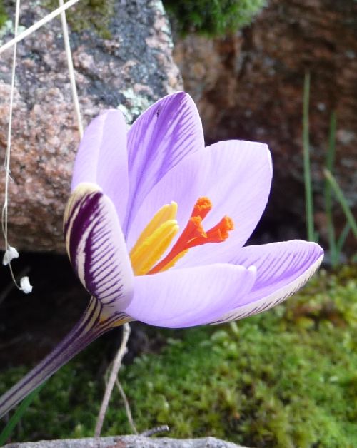 CROCUS